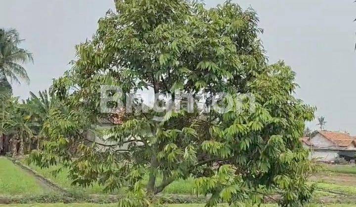 tanah kebun buah dekat bandara soekarno hatta 1