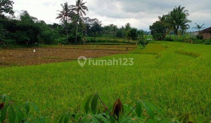 Sawah Murah Strategis di Rahong Cilaku Cianjur  2