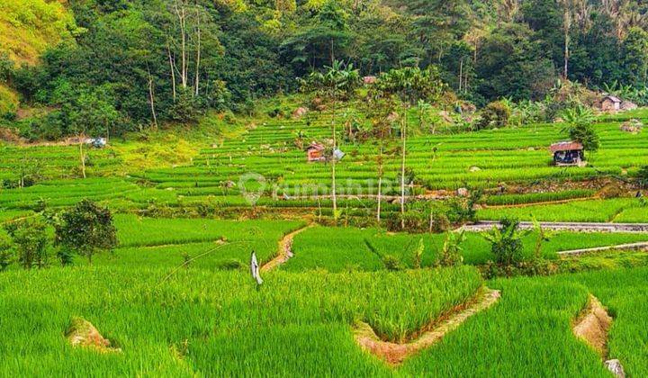 Tanah Komersil "sawah Dekat Curug Citambur Dan Rumah Abah Jajang Di Ds Karangjaya Kec Pasirkuda Cianjur Selatan  2