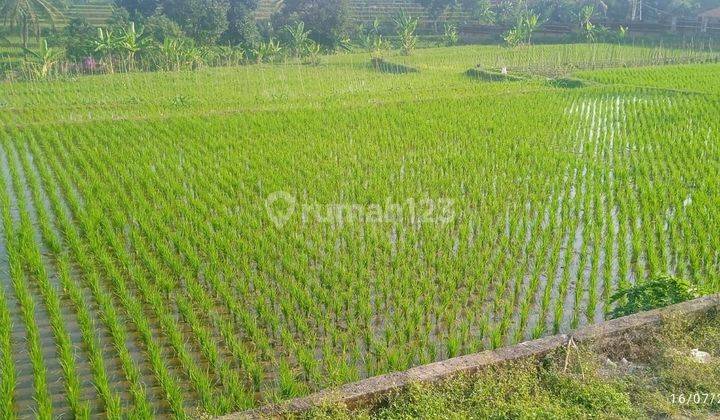 Investasi Tanah (sawah) luas 720 m2 di Cinangsi Cikalongkulon cianjur 1