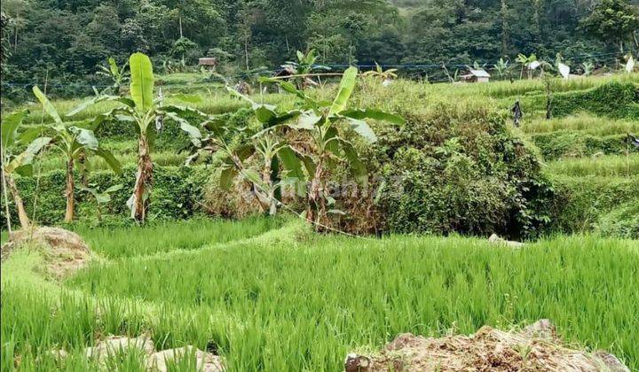 Tanah Komersil "sawah Dekat Curug Citambur Dan Rumah Abah Jajang Di Ds Karangjaya Kec Pasirkuda Cianjur Selatan 