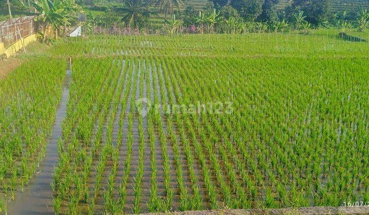 Investasi Tanah (sawah) luas 720 m2 di Cinangsi Cikalongkulon cianjur 2