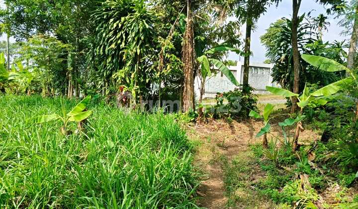 Tanah Kebun Dekat Perumahan Di Cicurug Sukabumi Tanah Kebun Dekat Perumahan Di Cicurug Sukabumi