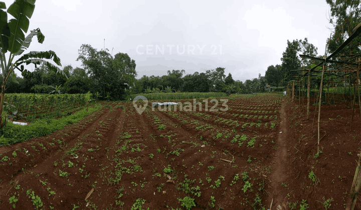 Kavling Ada Mata Air Di Jl Kp Ciherang Pancawati Caringin Bogor 1