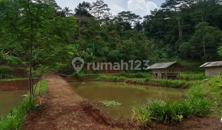 Juak Lahan Usaha Kebun Dan Kolam Ikan Ciamis Jawa Barat Juak Lahan Usaha Kebun Dan Kolam Ikan Ciamis Jawa Barat