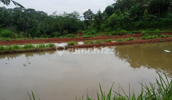 Juak Lahan Usaha Kebun Dan Kolam Ikan Ciamis Jawa Barat Juak Lahan Usaha Kebun Dan Kolam Ikan Ciamis Jawa Barat