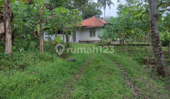 Dijual Tanah Murah Di Cihideung Palasari Kab. Bogor Strategis