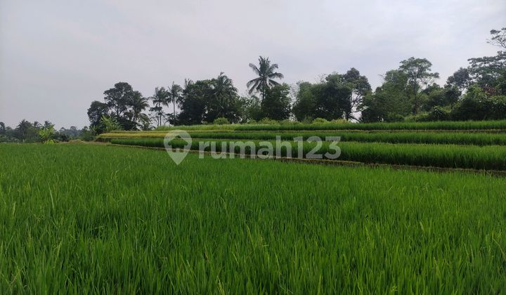 Dijual Tanah Murah dan Luas Lokasi Dekat Tol Bocimi Caringin