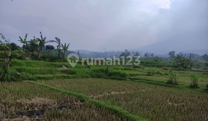 Dijual Tanah Dan Sawah View Guung Di Cisalada Cigombong Murah 