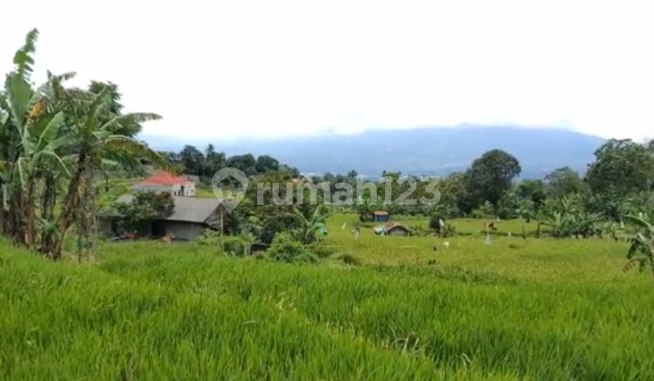Dijual Tanah Murah Di Cipelang Cijeruk Ada Mata Air View Gunung