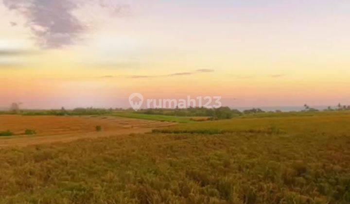 Hot List of Plots of Land for Sale Near the Beach Sea View Location Jalan Pantai Pasut Tibubiu Kerambitan Tabanan Plot 5  1