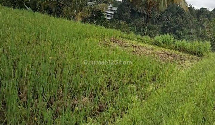 Hot List Land for sale in Taro Tegallalang Ubud Gianyar  1