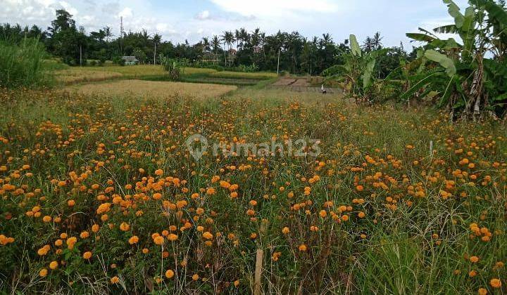 Hot List Di Jual Tanah View Sawah Lokasi Sibang Mengwi Badung  1