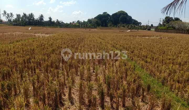 Hot List Land for Sale in Singakerta Ubud Gianyar