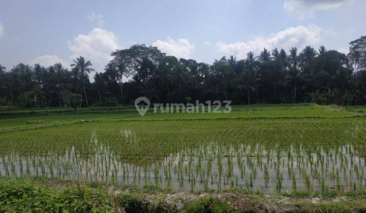 Hot List of Land for Sale in Petulu Ubud Gianyar Location  1