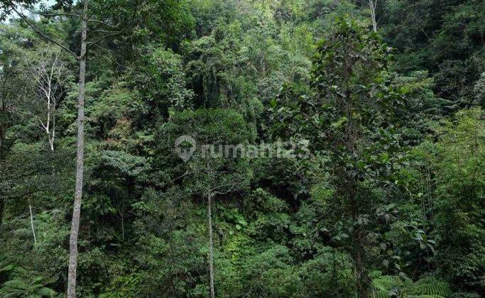 Hot List Land for sale in Payangan Ubud Gianyar 1