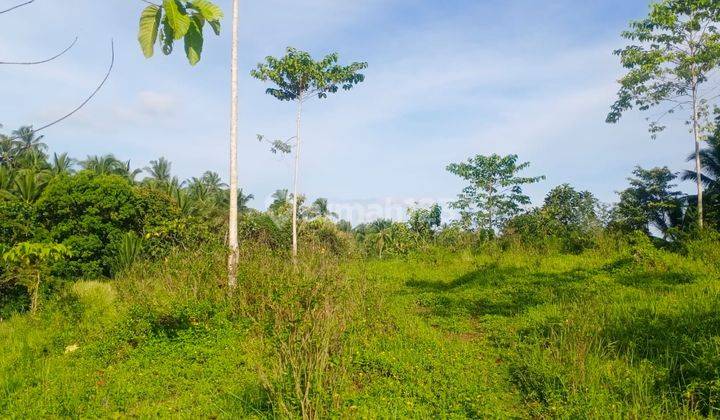 Hot List Di Jual Tanah View Sungai Lokasi Gadungan Selemadeg Timur Tabanan 2