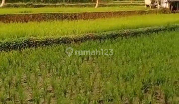 Hot List for Sale of Loss of River River View Land, Payangan Ubud Gianyar Location 1