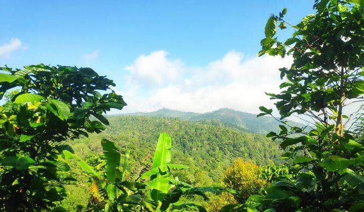 Hot List of Land for Sale Near the Mountain View Waterfall, Sukasada Buleleng Location 1