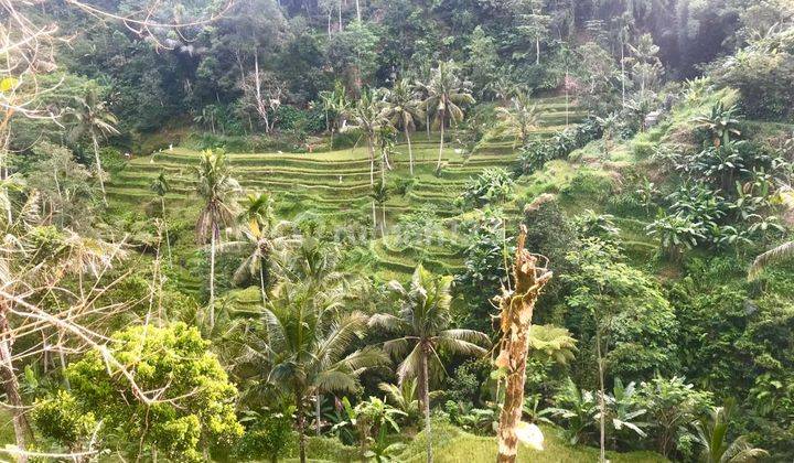 Hot List Di Jual Tanah View Sawah, Hutan, Lembah Sungai Lokasi Pujung Sebatu Tegallalang Ubud 2