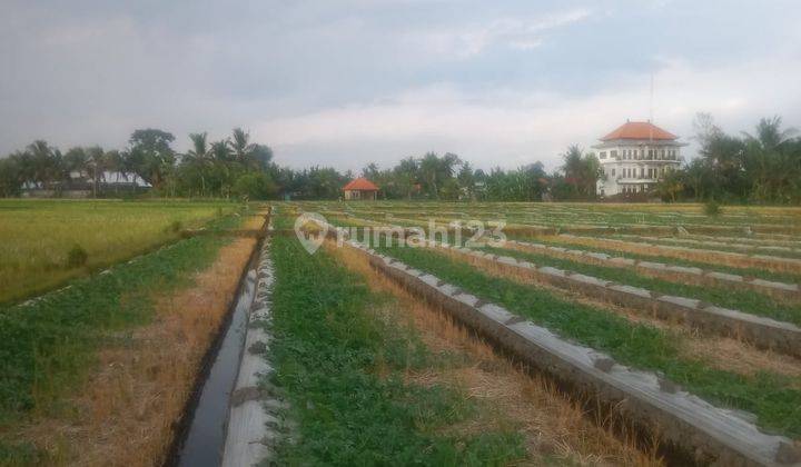 Hot List Di Jual Tanah Pinggir Jalan Utama Lokasi Nyambu Kaba Kaba Kediri Tabanan 1