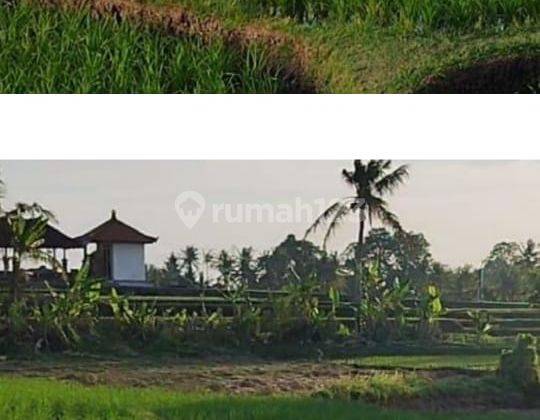 Hot List Di Jual Tanah View Sawah Air Terjun Lokasi Bengkel Kediri Tabanan 1