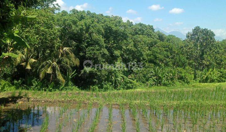 Hot List Di Jual Tanah View Sawah Hutan Lokasi Nyambu Kaba Kaba Kediri Tabanan 1