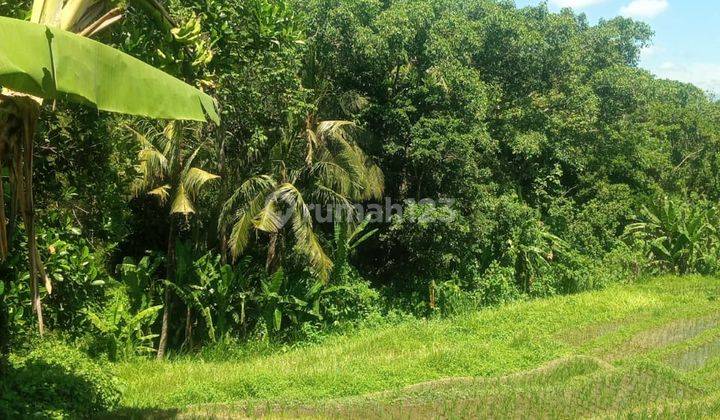 Hot List Di Jual Tanah View Sawah Hutan Lokasi Nyambu Kaba Kaba Kediri Tabanan 2