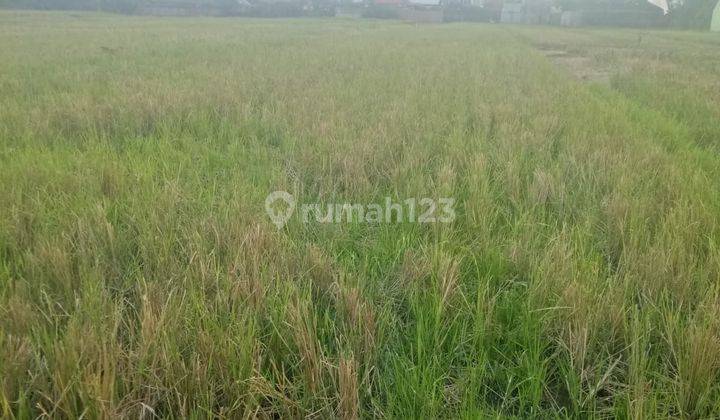 TOP URGENT LAND FOR SALE IN BERWITANI BERWI BADUNG LOCATION 1