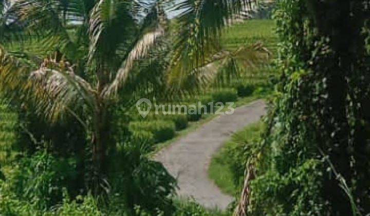 TOP URGENT LAND FOR SALE RICE VIEW ANTAP BAJERA LOCATION SELEMADEG TABANAN 2