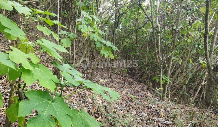 TOP URGENT DI JUAL TANAH VIEW GUNUNG LOKASI BATUR KINTAMANI BANGLI
 1