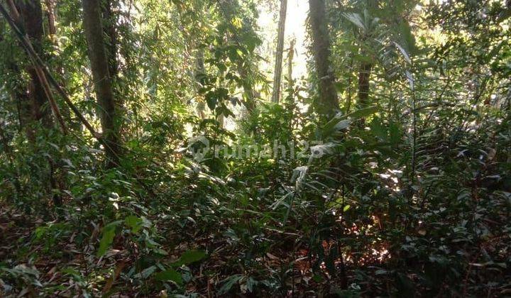 DEFINITELY DEAL 
FOR SALE LAND LOSS SUMGAI PETANU LOCATION BEDULU ELEPHANT CAVE UBUD GIANYAR  2