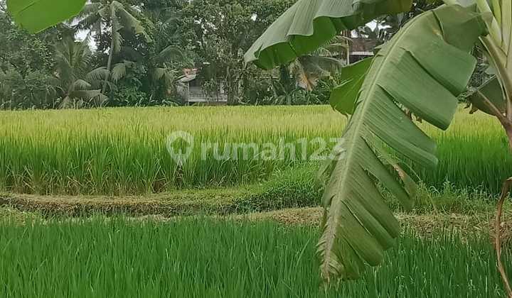 Sure Deal For Rent Land Location Tegallalang Ubud Gianyar Bali Sure Deal For Rent Land Location Tegallalang Ubud Gianyar Bali