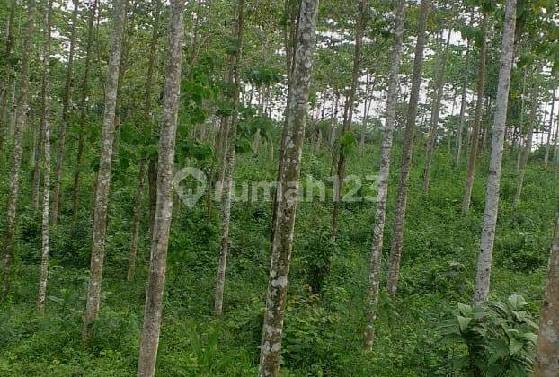 Cheap Land In Cigudeg Leuwiliang