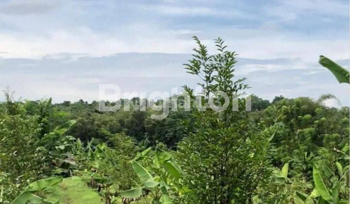 TANAH KEBUN GAHARU DEKAT SITU PASIR MAUNG RAYA DAGO 1