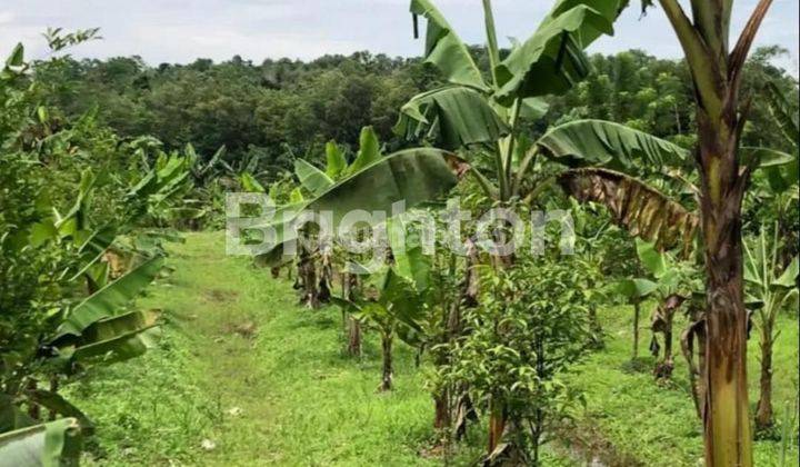 TANAH KEBUN GAHARU DEKAT SITU PASIR MAUNG RAYA DAGO 2