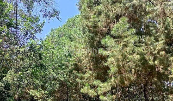 Kavling Tanah Murah Puncak Cipanas SHM Wisata Villa Pegunungan  2