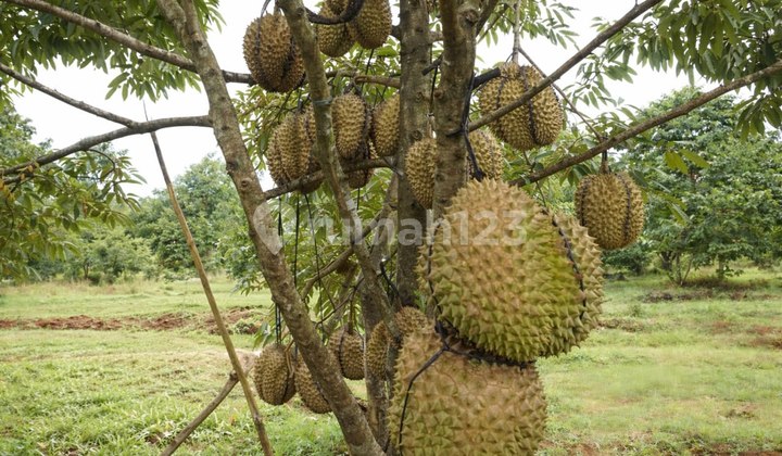 Investasi Tanah Kebun Durian SHM Siap Panen Pekalongan Nego