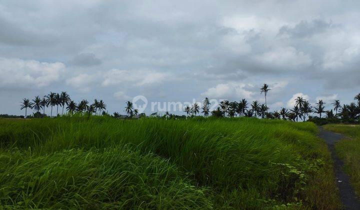 Paddy land for sale 19 are Angantaka, Abiansemal, Badung 1