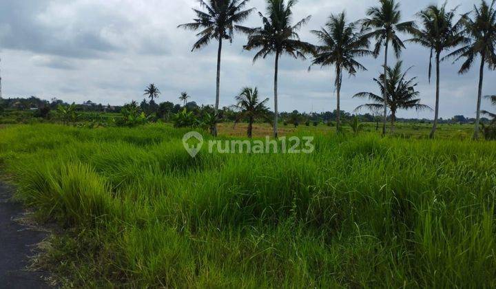 Di Jual Tanah Sawah 19 are Angantaka, Abiansemal, Badung 2