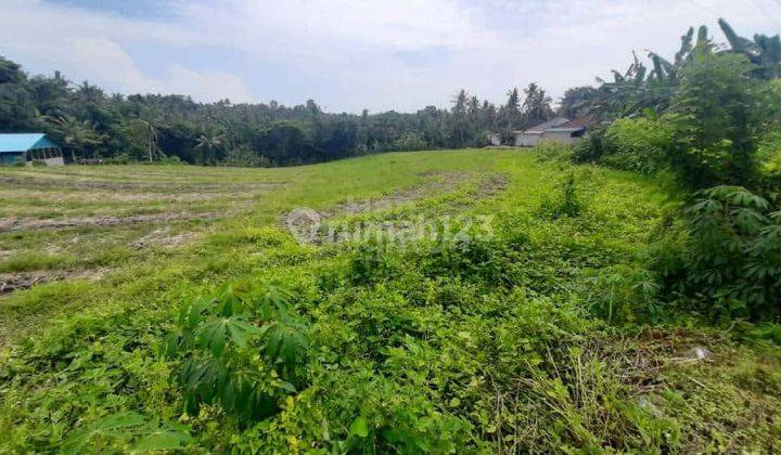 Cheap 32 Are Land for Sale in Megati Tabanan 2