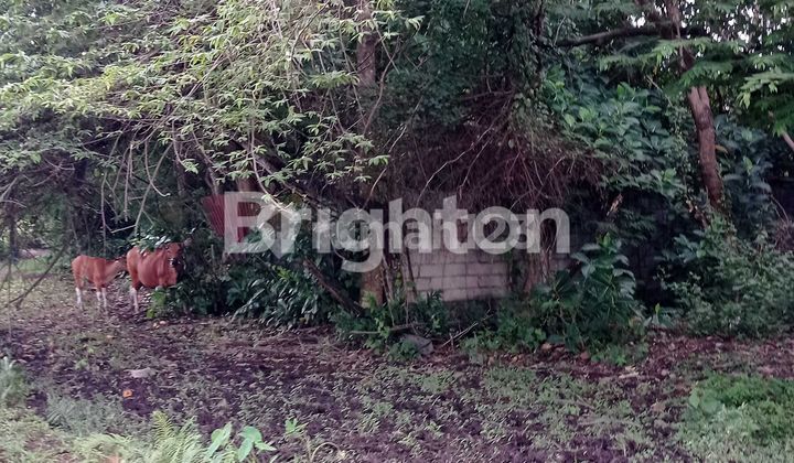 Dijual Tanah Strategis Cocok Untuk Rumah & Villa Di Dalung, Bali Dijual Tanah Strategis Cocok Untuk Rumah & Villa Di Dalung, Bali