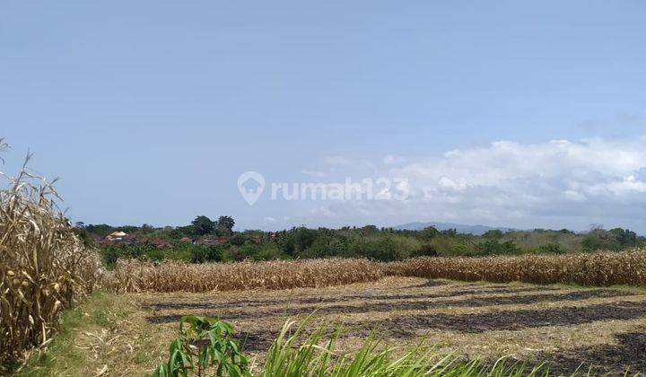 Global Land for Sale in Tegalmengkeb, Tabanan 1