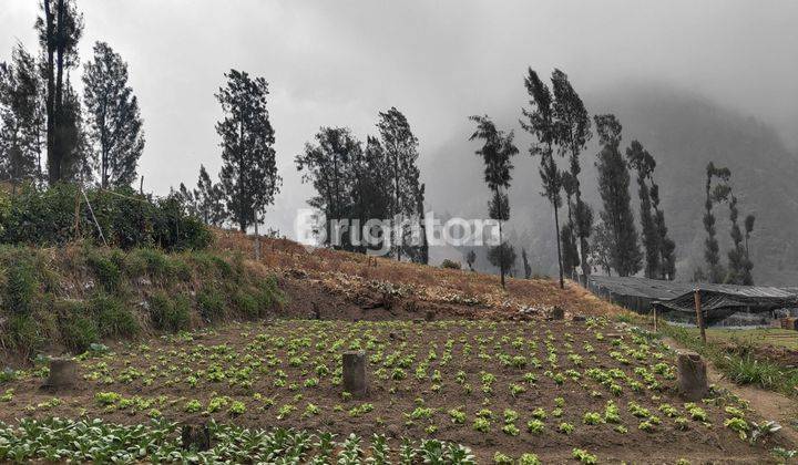 TANAH KAVLING DI DAERAH NGADIREJO, G.BROMO, PROBOLINGGO COCOK DIBANGUN UNTUK HOTEL 1