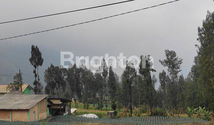 TANAH KAVLING DI DAERAH NGADIREJO, G.BROMO, PROBOLINGGO COCOK DIBANGUN UNTUK HOTEL 2