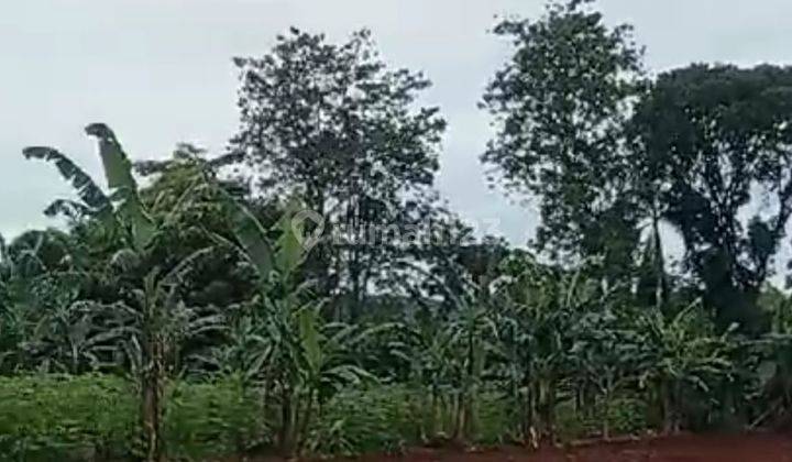 Tanah Kebun Murah - Nagrak - Balekambang - Sukabumi - Jawa Barat 2