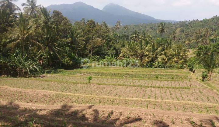 Beautiful Land With Mount Agung View In Zoning Housing Karangasem 1