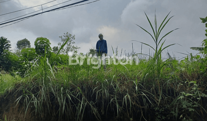 Tanah di Jalan Locari Precet Batu 1