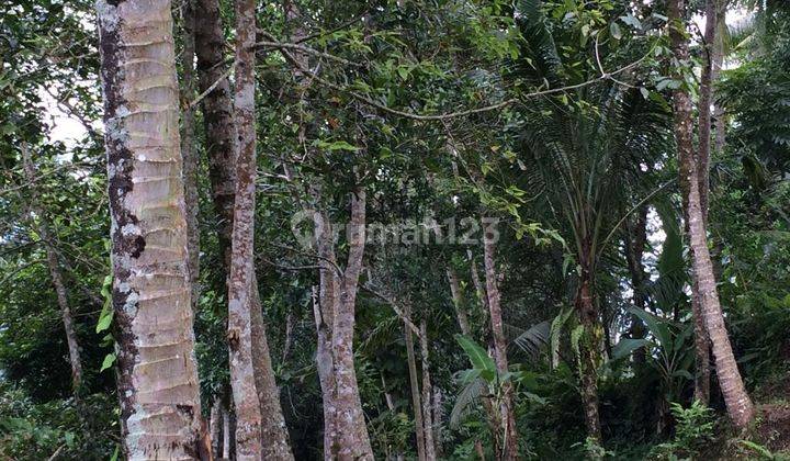 Tanah SHM Lokasi Strategis di Tegalalang, Ubud, Gianyar, Bali 2