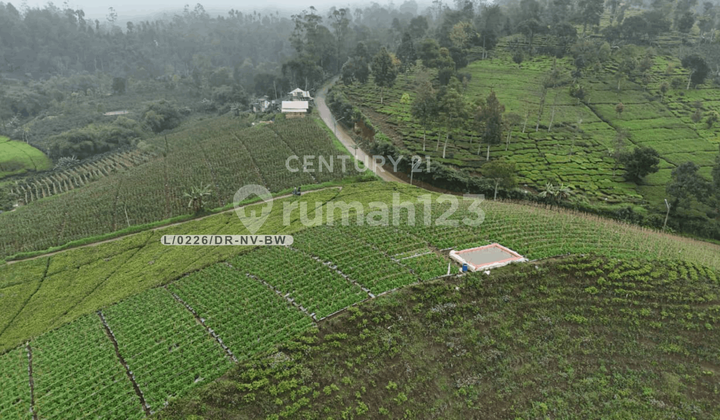 Dijual Tanah Luas Lingkungan Hijau Sejuk di Ciwidey Bandung Barat Dijual Tanah Luas Lingkungan Hijau Sejuk di Ciwidey Bandung Barat